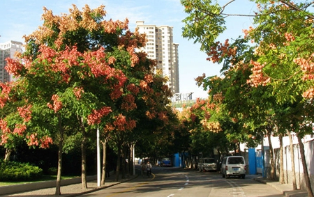 秋季观赏行道树银杏 栾树 桂花|琅琊榜之秋季行道树